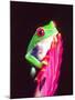 Red Eye Tree Frog on a Bromeliad, Native to Central America-David Northcott-Mounted Premium Photographic Print