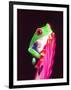 Red Eye Tree Frog on a Bromeliad, Native to Central America-David Northcott-Framed Premium Photographic Print