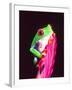 Red Eye Tree Frog on a Bromeliad, Native to Central America-David Northcott-Framed Photographic Print