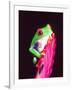 Red Eye Tree Frog on a Bromeliad, Native to Central America-David Northcott-Framed Photographic Print