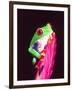 Red Eye Tree Frog on a Bromeliad, Native to Central America-David Northcott-Framed Photographic Print