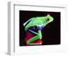 Red Eye Tree Frog on a Bromeliad, Native to Central America-David Northcott-Framed Photographic Print