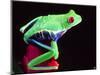 Red Eye Tree Frog on a Bromeliad, Native to Central America-David Northcott-Mounted Photographic Print