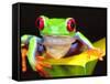 Red Eye Tree Frog on a Calla Lily, Native to Central America-David Northcott-Framed Stretched Canvas