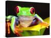Red Eye Tree Frog on a Calla Lily, Native to Central America-David Northcott-Stretched Canvas