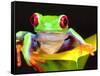 Red Eye Tree Frog on a Calla Lily, Native to Central America-David Northcott-Framed Stretched Canvas