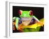 Red Eye Tree Frog on a Calla Lily, Native to Central America-David Northcott-Framed Premium Photographic Print