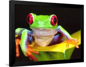 Red Eye Tree Frog on a Calla Lily, Native to Central America-David Northcott-Framed Premium Photographic Print