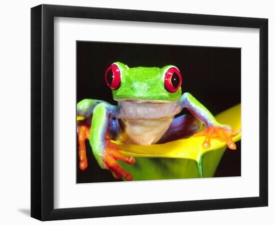 Red Eye Tree Frog on a Calla Lily, Native to Central America-David Northcott-Framed Photographic Print