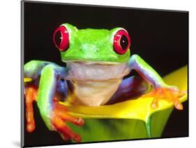 Red Eye Tree Frog on a Calla Lily, Native to Central America-David Northcott-Mounted Photographic Print