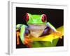 Red Eye Tree Frog on a Calla Lily, Native to Central America-David Northcott-Framed Photographic Print