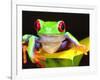 Red Eye Tree Frog on a Calla Lily, Native to Central America-David Northcott-Framed Photographic Print