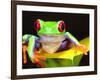 Red Eye Tree Frog on a Calla Lily, Native to Central America-David Northcott-Framed Photographic Print