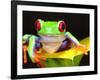 Red Eye Tree Frog on a Calla Lily, Native to Central America-David Northcott-Framed Photographic Print