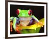 Red Eye Tree Frog on a Calla Lily, Native to Central America-David Northcott-Framed Photographic Print