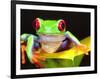 Red Eye Tree Frog on a Calla Lily, Native to Central America-David Northcott-Framed Photographic Print