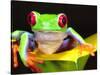 Red Eye Tree Frog on a Calla Lily, Native to Central America-David Northcott-Stretched Canvas