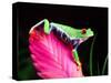 Red Eye Tree Frog on Bromeliad, Native to Central America-David Northcott-Stretched Canvas