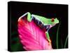 Red Eye Tree Frog on Bromeliad, Native to Central America-David Northcott-Stretched Canvas