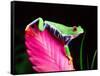 Red Eye Tree Frog on Bromeliad, Native to Central America-David Northcott-Framed Stretched Canvas