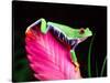 Red Eye Tree Frog on Bromeliad, Native to Central America-David Northcott-Stretched Canvas