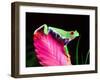 Red Eye Tree Frog on Bromeliad, Native to Central America-David Northcott-Framed Premium Photographic Print