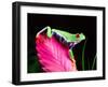 Red Eye Tree Frog on Bromeliad, Native to Central America-David Northcott-Framed Premium Photographic Print