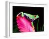 Red Eye Tree Frog on Bromeliad, Native to Central America-David Northcott-Framed Premium Photographic Print