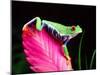 Red Eye Tree Frog on Bromeliad, Native to Central America-David Northcott-Mounted Premium Photographic Print