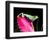 Red Eye Tree Frog on Bromeliad, Native to Central America-David Northcott-Framed Photographic Print