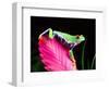 Red Eye Tree Frog on Bromeliad, Native to Central America-David Northcott-Framed Photographic Print