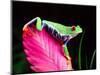 Red Eye Tree Frog on Bromeliad, Native to Central America-David Northcott-Mounted Photographic Print