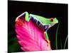 Red Eye Tree Frog on Bromeliad, Native to Central America-David Northcott-Mounted Photographic Print