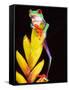 Red Eye Tree Frog on Bromeliad, Native to Central America-David Northcott-Framed Stretched Canvas