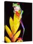 Red Eye Tree Frog on Bromeliad, Native to Central America-David Northcott-Stretched Canvas