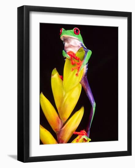Red Eye Tree Frog on Bromeliad, Native to Central America-David Northcott-Framed Photographic Print