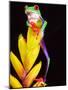 Red Eye Tree Frog on Bromeliad, Native to Central America-David Northcott-Mounted Photographic Print