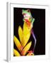 Red Eye Tree Frog on Bromeliad, Native to Central America-David Northcott-Framed Photographic Print