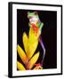 Red Eye Tree Frog on Bromeliad, Native to Central America-David Northcott-Framed Photographic Print