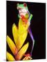 Red Eye Tree Frog on Bromeliad, Native to Central America-David Northcott-Mounted Photographic Print