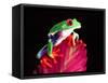 Red Eye Tree Frog on Bromeliad, Native to Central America-David Northcott-Framed Stretched Canvas