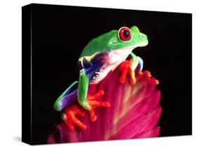 Red Eye Tree Frog on Bromeliad, Native to Central America-David Northcott-Stretched Canvas