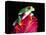 Red Eye Tree Frog on Bromeliad, Native to Central America-David Northcott-Stretched Canvas