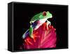 Red Eye Tree Frog on Bromeliad, Native to Central America-David Northcott-Framed Stretched Canvas