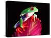 Red Eye Tree Frog on Bromeliad, Native to Central America-David Northcott-Stretched Canvas