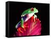 Red Eye Tree Frog on Bromeliad, Native to Central America-David Northcott-Framed Stretched Canvas