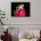 Red Eye Tree Frog on Bromeliad, Native to Central America-David Northcott-Framed Stretched Canvas displayed on a wall