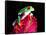 Red Eye Tree Frog on Bromeliad, Native to Central America-David Northcott-Framed Stretched Canvas