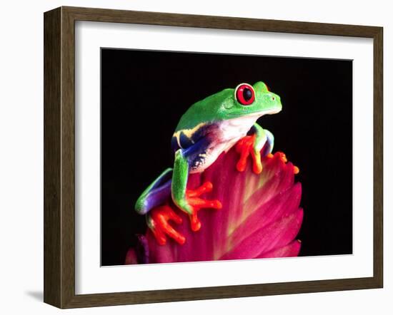 Red Eye Tree Frog on Bromeliad, Native to Central America-David Northcott-Framed Premium Photographic Print