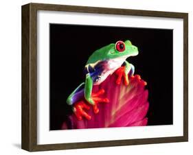 Red Eye Tree Frog on Bromeliad, Native to Central America-David Northcott-Framed Premium Photographic Print